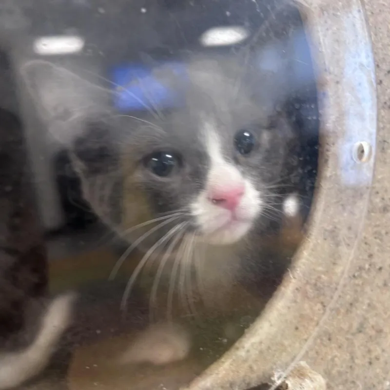 A baby small-sized male Gray / Blue / Silver Domestic Short Hair cat named Ferlina for adoption in Philadelphia, PA