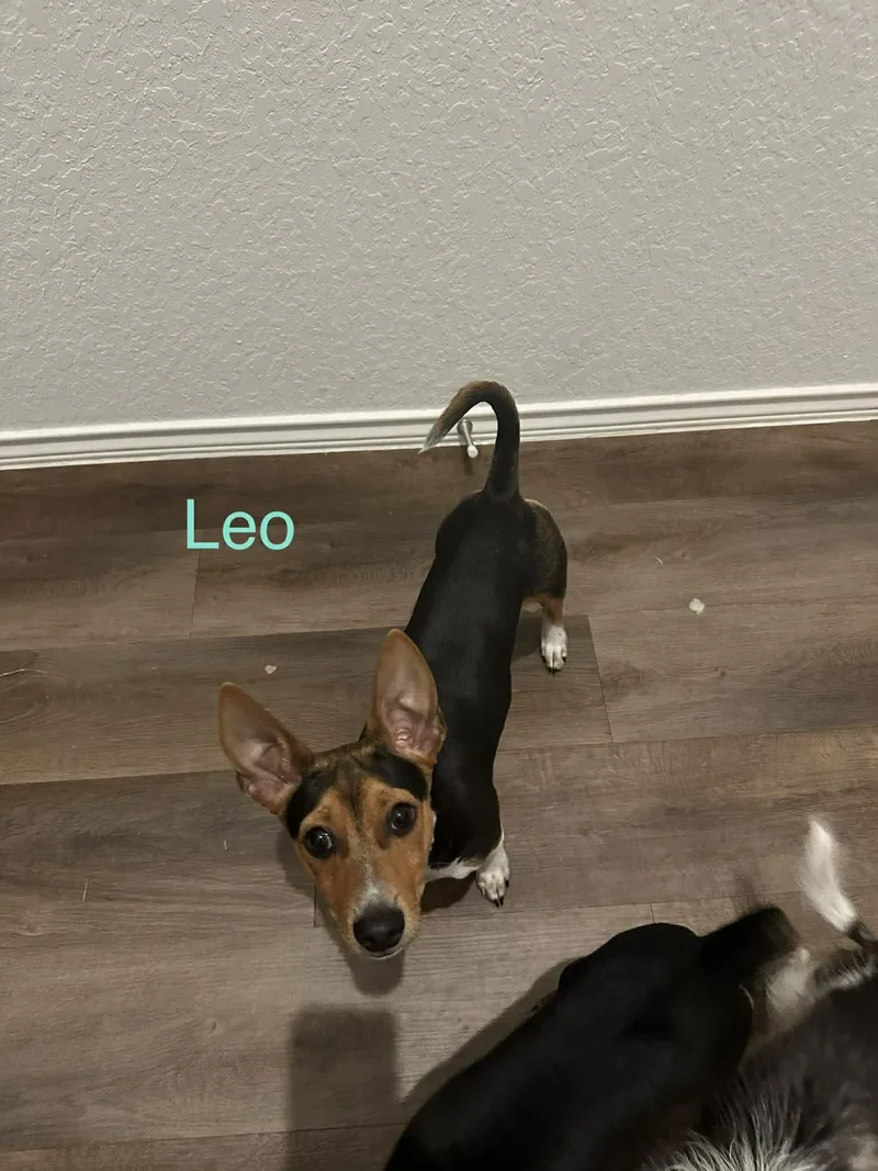 Leo thumbnail 5