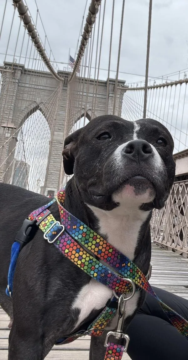 An adult medium-sized female Mixed Breed dog named Ladybird for adoption in New York, NY