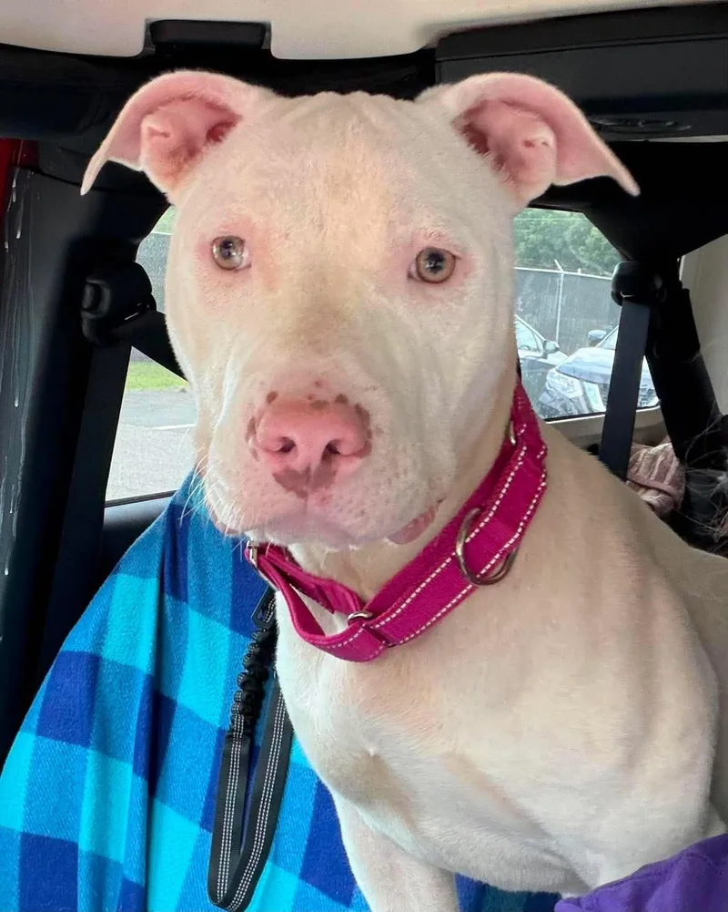 An adult medium-sized female White / Cream American Staffordshire Terrier dog named Sunshine for adoption in Sheboygan, WI