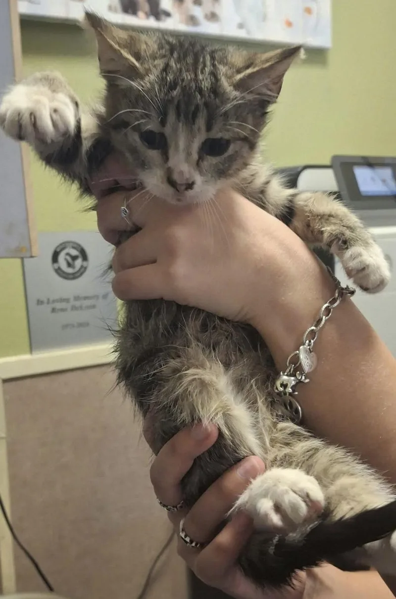 A baby medium-sized female Domestic Short Hair cat named Peaches for adoption in McKinney, TX