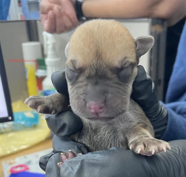 A baby large-sized male Mixed Breed dog named Tortellini for adoption in Dallas, TX