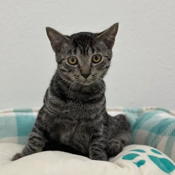 A baby small-sized male Brown / Chocolate Domestic Short Hair cat named Dylan Sponsored by for adoption in Newberg, OR