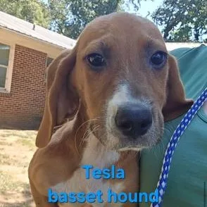 A baby small-sized male Yorkshire Terrier dog named Tesla for adoption in Williston, VT