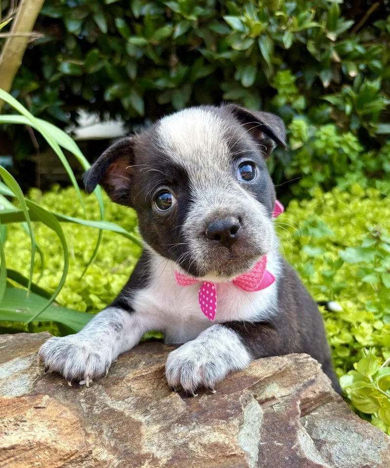 A baby small-sized female Brindle French Bulldog dog named Cherie for adoption in Pittsboro, NC