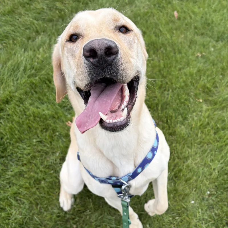A young large-sized male Yellow Labrador Retriever dog named Banana for adoption in Hollis, NH