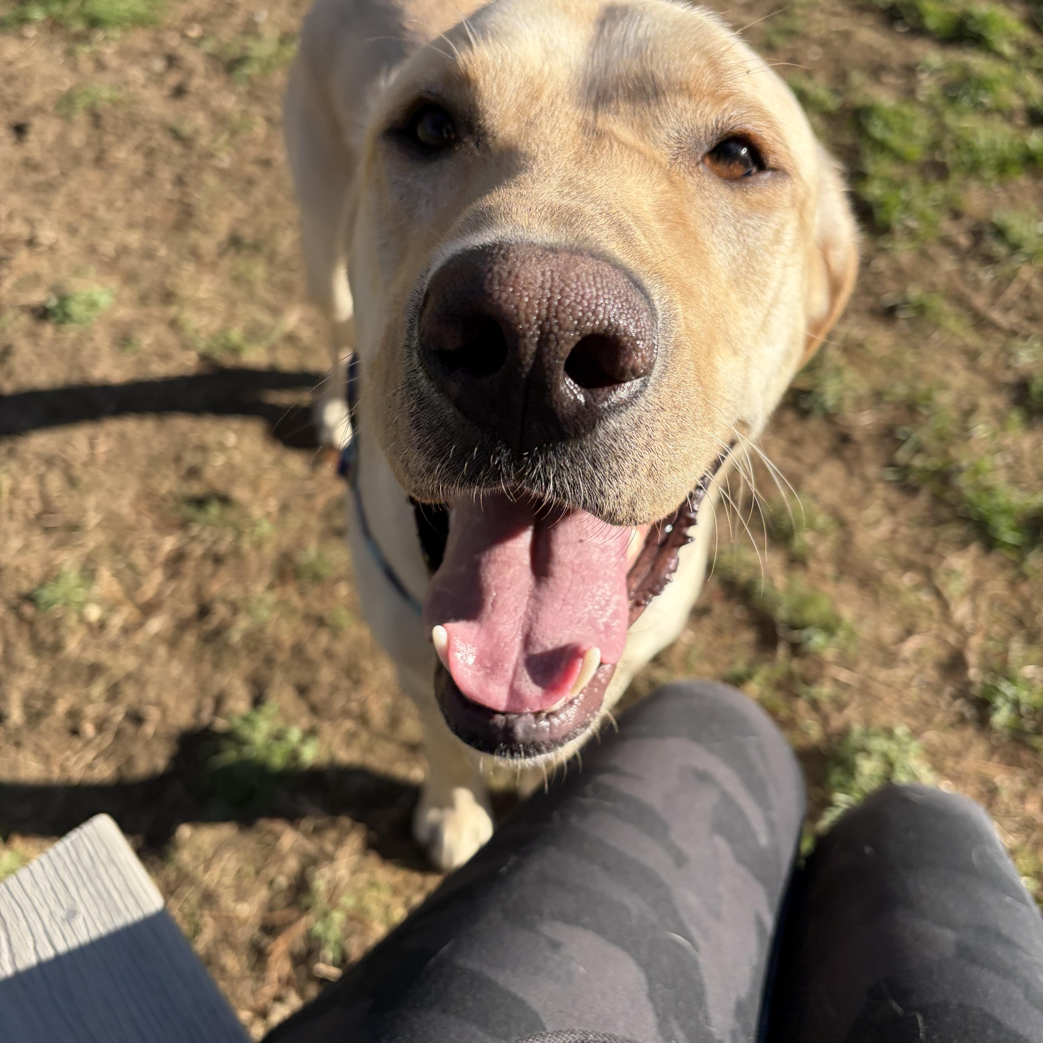 Banana thumbnail 6