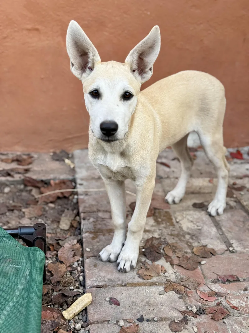 A baby medium-sized female Apricot / Beige Carolina Dog dog named Quixote for adoption in Los Gatos, CA