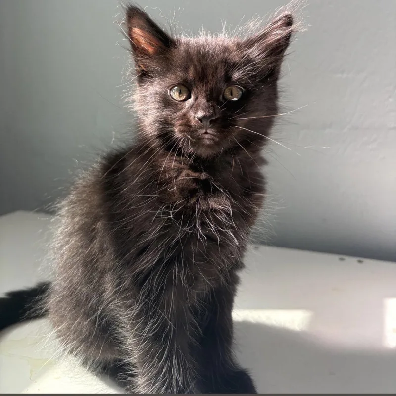 A baby small-sized female Black Domestic Medium Hair cat named Pumpkin for adoption in Winchendon, MA