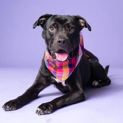 An adult medium-sized male Mixed Breed dog named Jeffy for adoption in Atlanta, GA