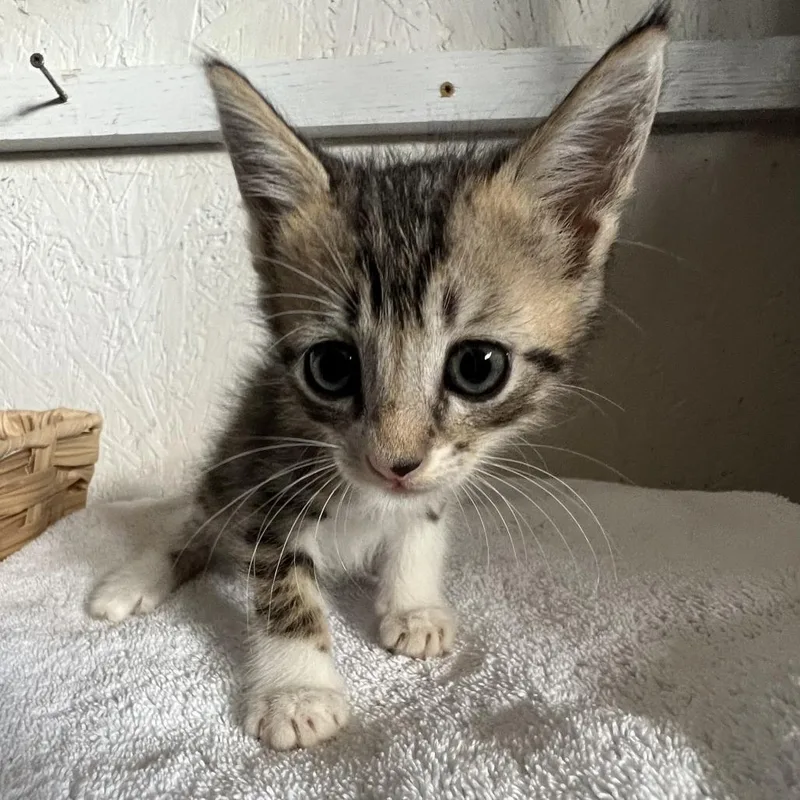 A baby small-sized male Domestic Medium Hair cat named Dumplin A for adoption in SANTA ROSA BEACH, FL