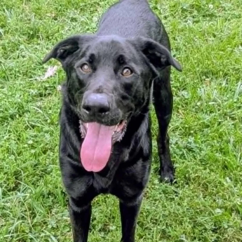 An adult large-sized male Black Mixed Breed dog named Dalton for adoption in Jeffersonville, IN