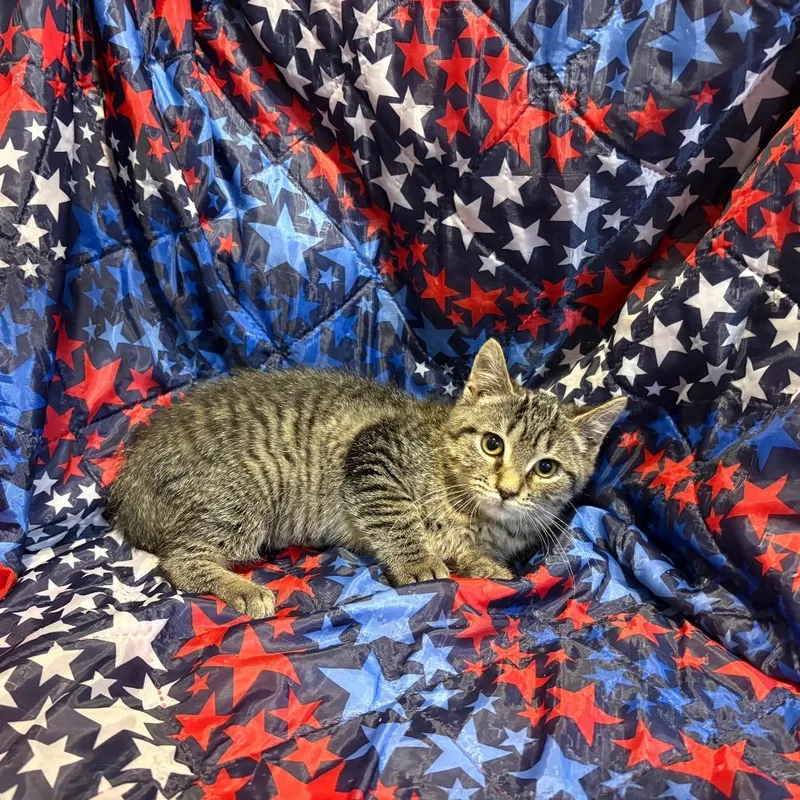 A baby medium-sized female Brown / Chocolate Domestic Short Hair cat named Velvet for adoption in Fredericksburg, VA