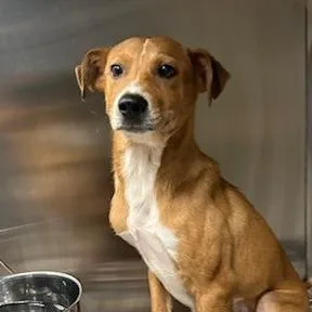 A baby medium-sized male Brown / Chocolate Mixed Breed dog named Firefly for adoption in Knoxville, TN