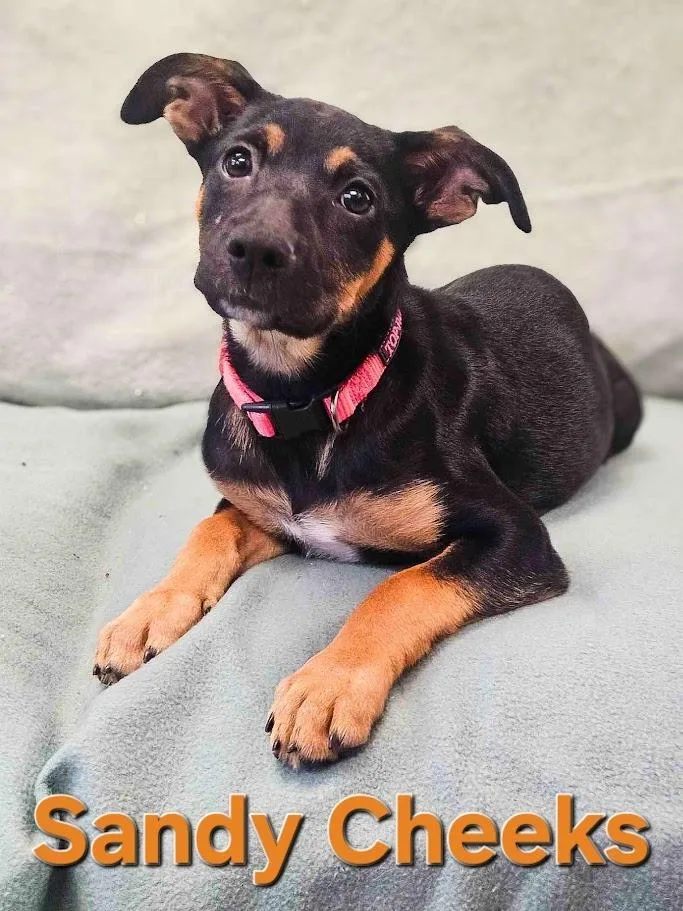 A baby large-sized female Shepherd dog named Sandy Cheeks for adoption in Maryville, TN