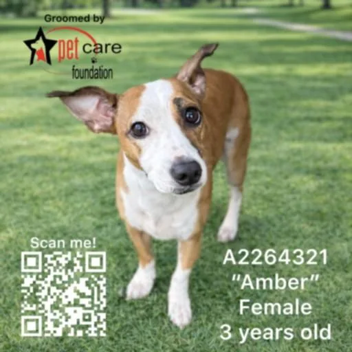 An adult large-sized female Chihuahua dog named Amber for adoption in Los Angeles, CA