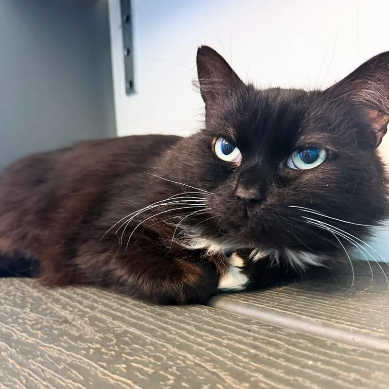 An adult medium-sized male Black & White / Tuxedo Domestic Long Hair cat named Jackdaw for adoption in Asheville, NC