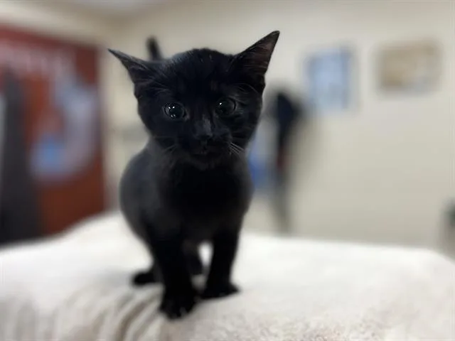 A baby small-sized male Domestic Medium Hair cat named Bob for adoption in Aliquippa, PA