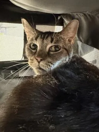 An adult large-sized female Domestic Medium Hair cat named Lime for adoption in Atlanta, GA