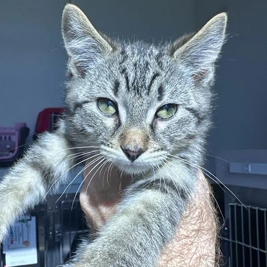 A baby small-sized male Brown / Chocolate Domestic Short Hair cat named Blueberry Pie for adoption in Matteson, IL