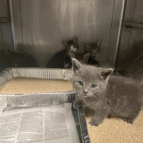 A baby small-sized female Gray / Blue / Silver Domestic Short Hair cat named Lillith for adoption in Hawthorne, CA