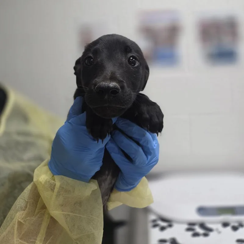 A baby medium-sized male Black Shepherd dog named Trawler for adoption in Incline Village, NV