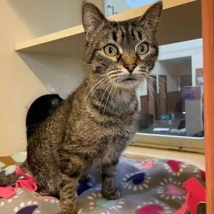 An adult medium-sized female Tabby (Brown / Chocolate) Domestic Short Hair cat named Midnight for adoption in Rochester, MN