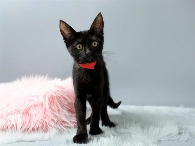 A baby medium-sized female Domestic Short Hair cat named Shadow for adoption in Fort Lauderdale, FL