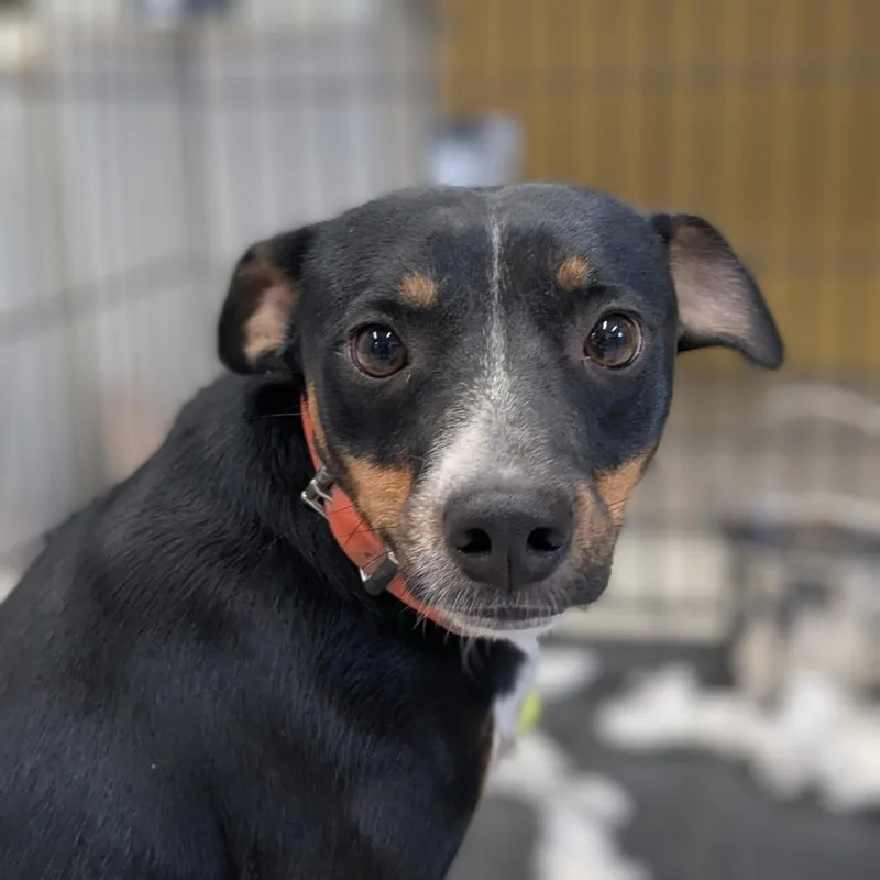A young small-sized male Black Mixed Breed dog named Fisher for adoption in Huntsville, AR