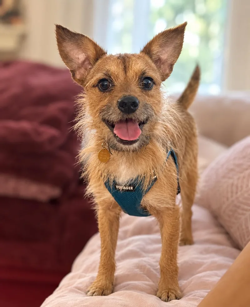 An adult small-sized male Cairn Terrier dog named Emmet for adoption in Oakland, CA