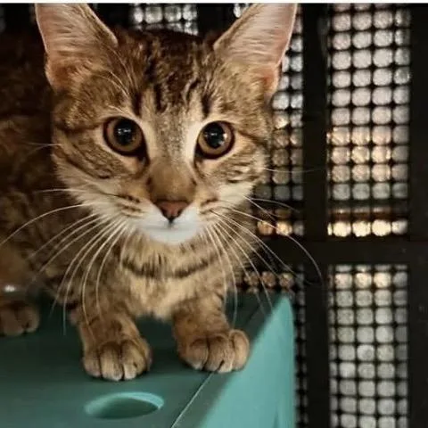 A young medium-sized female Brown / Chocolate Domestic Short Hair cat named Penny Meet Me At for adoption in Buffalo, MN