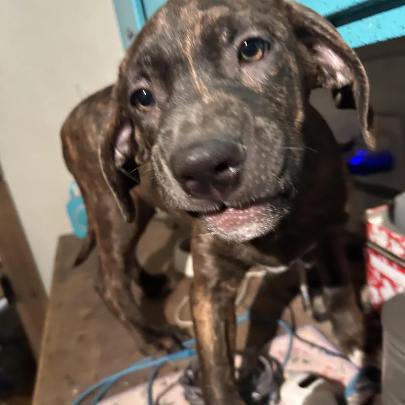 A young medium-sized male Brindle Plott Hound dog named Bailey for adoption in Pine Bluff, AR