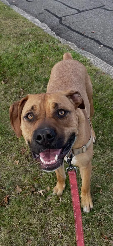A young large-sized male Boxer dog named Thor for adoption in Meriden, CT