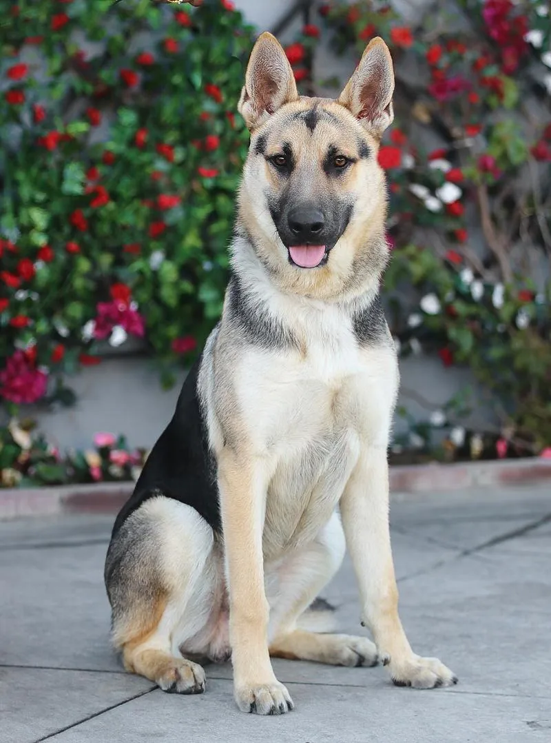 Rex Von Rheden thumbnail 2