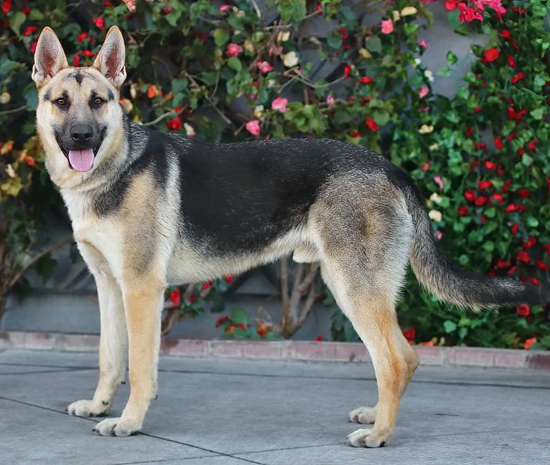 Rex Von Rheden thumbnail 3