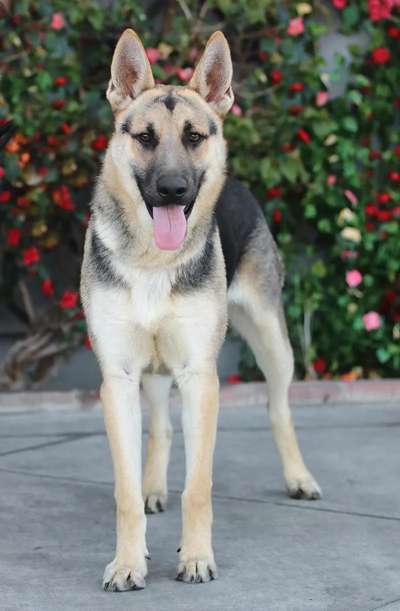 Rex Von Rheden thumbnail 5