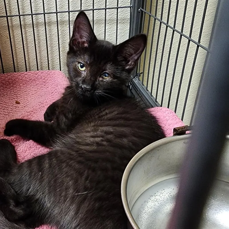 A baby medium-sized male Domestic Short Hair cat named Elmer for adoption in Columbus, NC