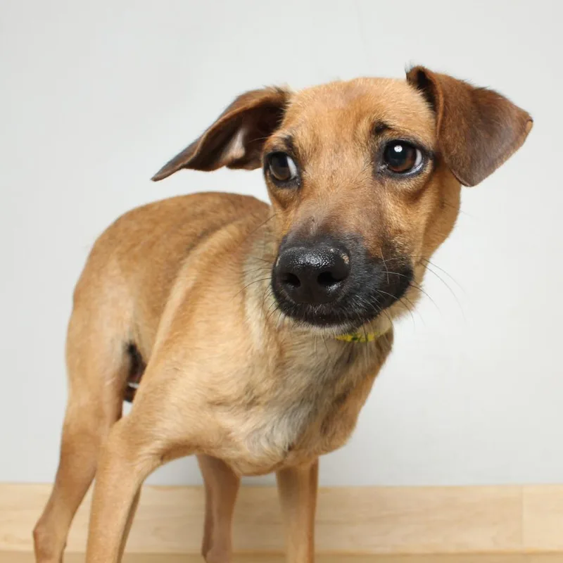 An adult small-sized female Yellow / Tan / Blond / Fawn Chihuahua dog named Golly D for adoption in Minnetonka, MN