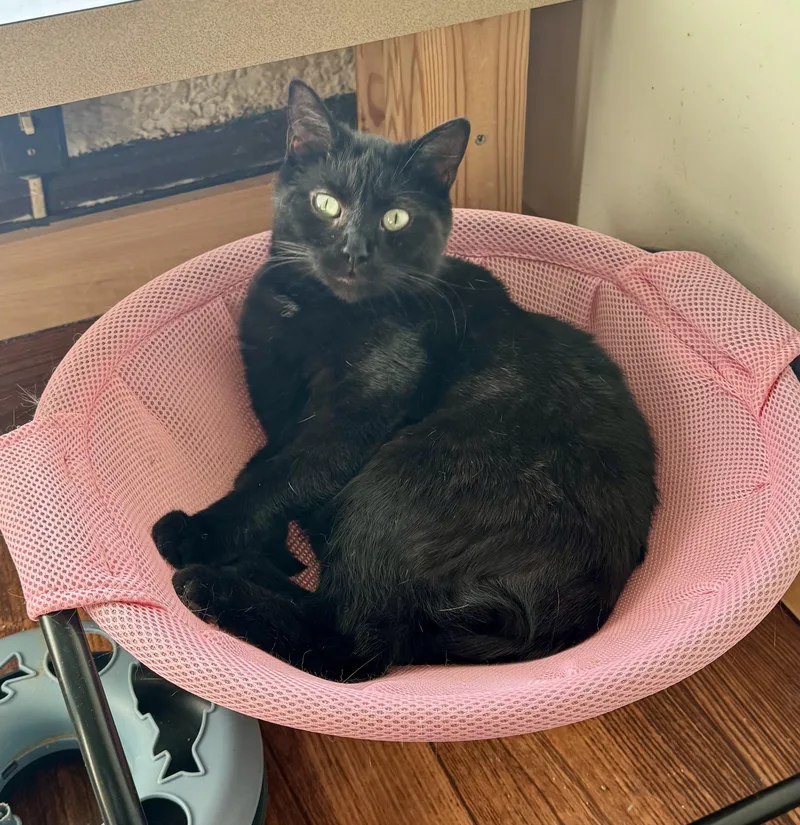 An adult medium-sized female Black Domestic Short Hair cat named Beatrice for adoption in North Tonawanda, NY