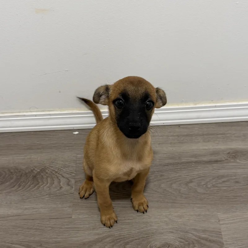 A baby medium-sized female Shiba Inu dog named Geraldine for adoption in San Diego, CA