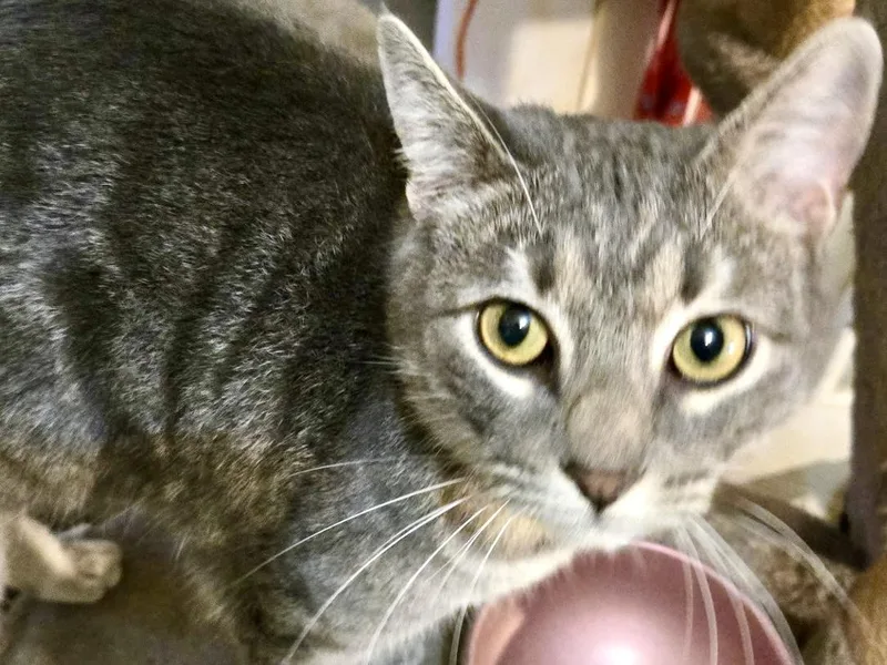 Waffles thumbnail 2