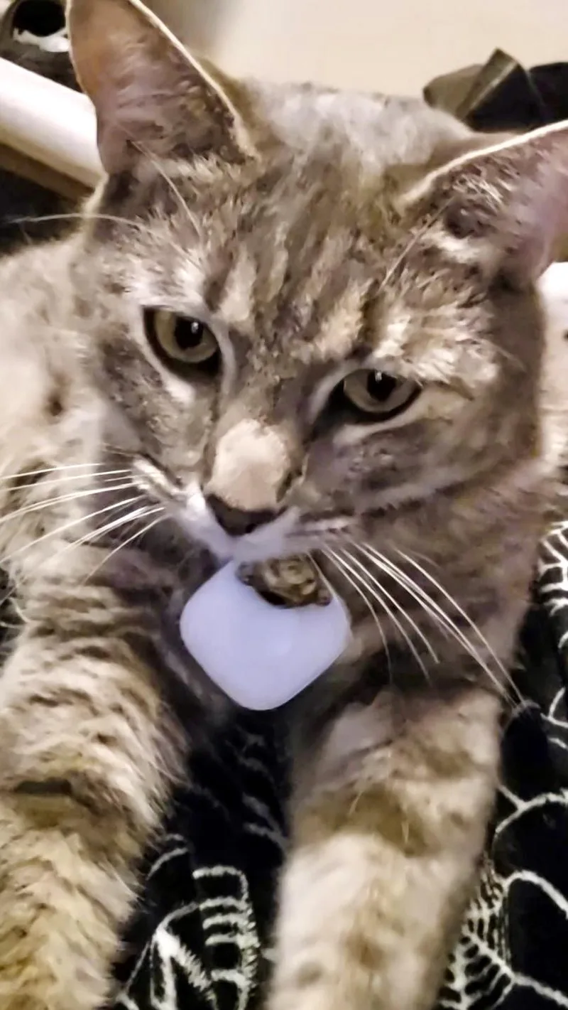 Waffles thumbnail 3