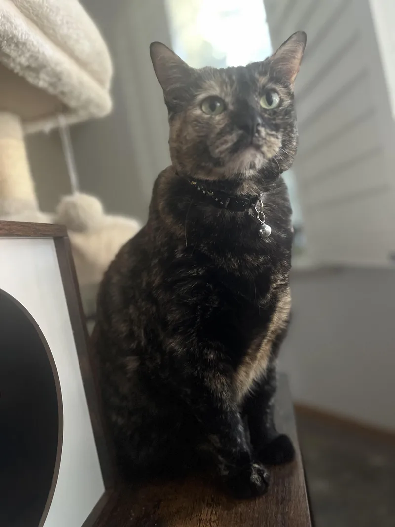 A young large-sized female Tortoiseshell cat named Ivy for adoption in Los Angeles, CA
