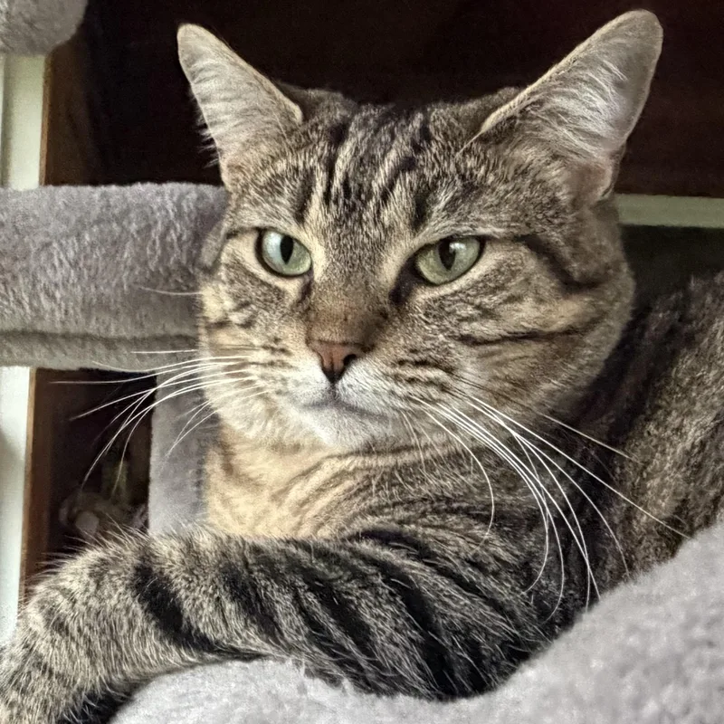 An adult medium-sized female Tabby (Gray / Blue / Silver) Tabby cat named Choie for adoption in Denver, NC
