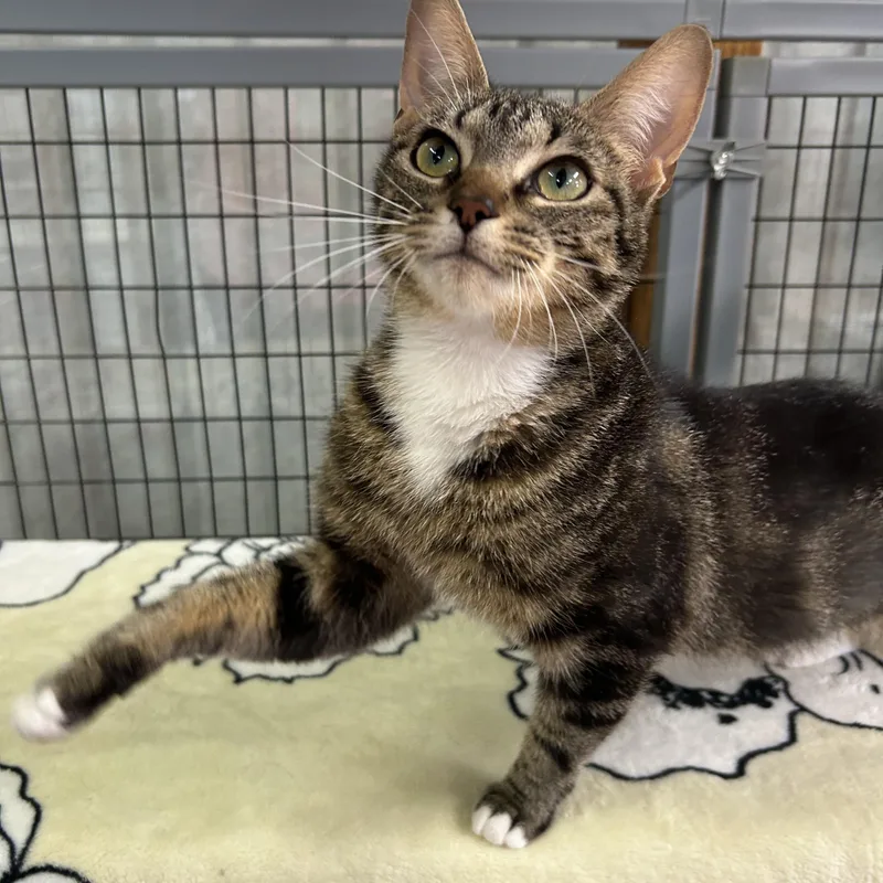 An adult medium-sized female Domestic Short Hair cat named Spangle for adoption in St. Clair, MI