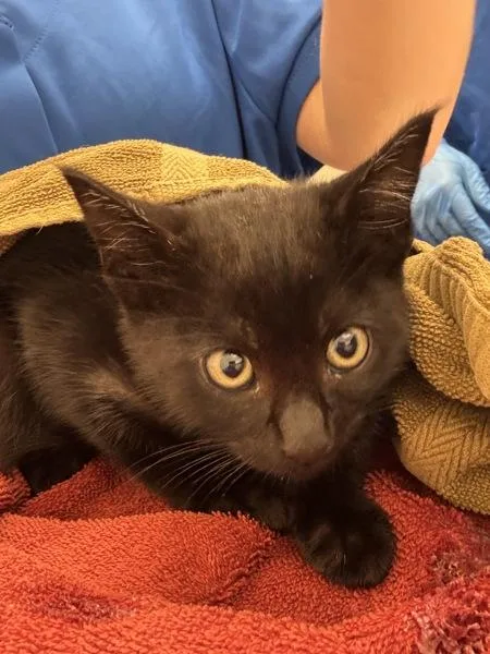 A baby small-sized male Domestic Short Hair cat named Pomegranate for adoption in Santa Rosa, CA