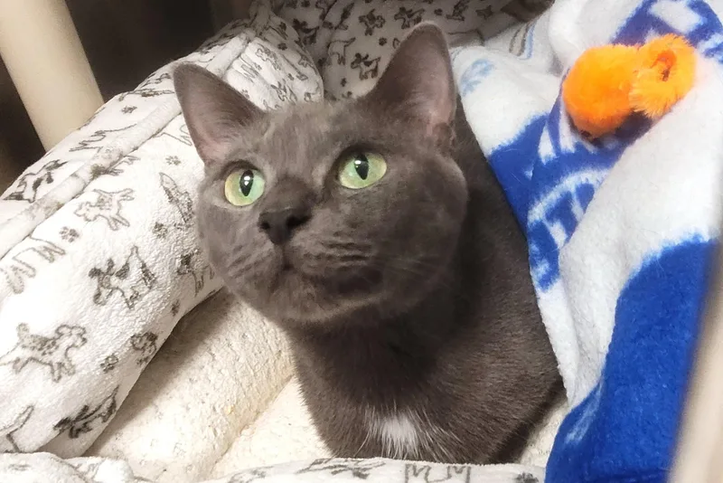 An adult medium-sized female Gray / Blue / Silver Domestic Short Hair cat named Ester for adoption in New Milford, CT