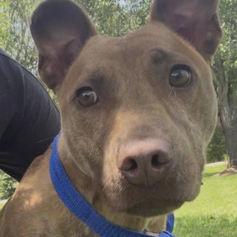 A young medium-sized male Brindle Boxer dog named Lyles for adoption in Webster, TX