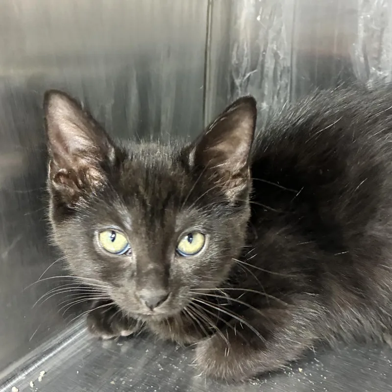 A baby small-sized female Black American Shorthair cat named Petunia Missy for adoption in Natick, MA