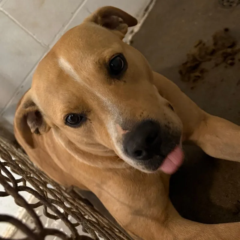 A young medium-sized female Yellow / Tan / Blond / Fawn Pit Bull Terrier dog named Wanda for adoption in Enterprise, AL